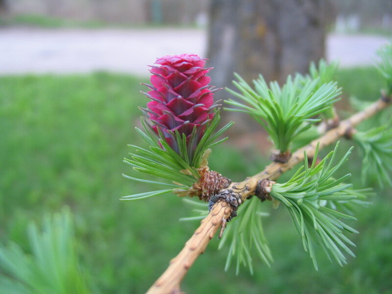 Red Larch Cone