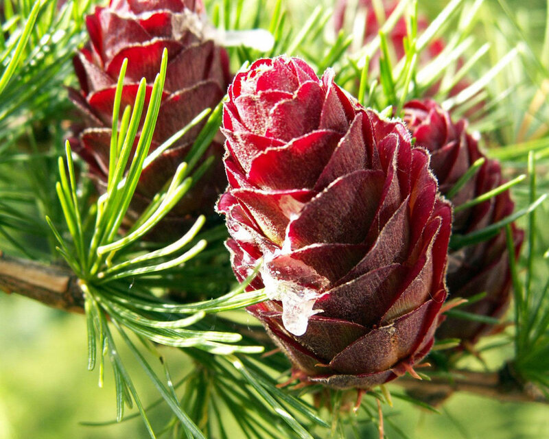 Red Larch Cones — Natural