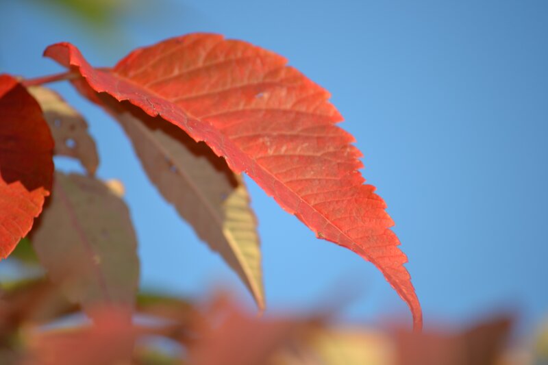 Red leaf against blue sky