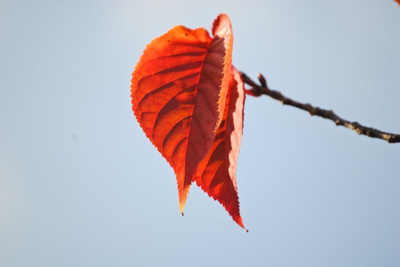 Red leaf against blue sky