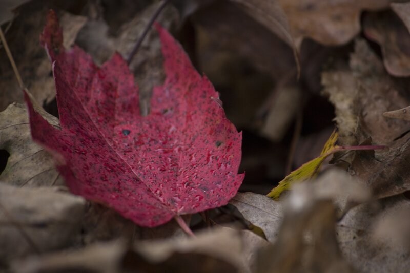 Red leaf among fallen leaves