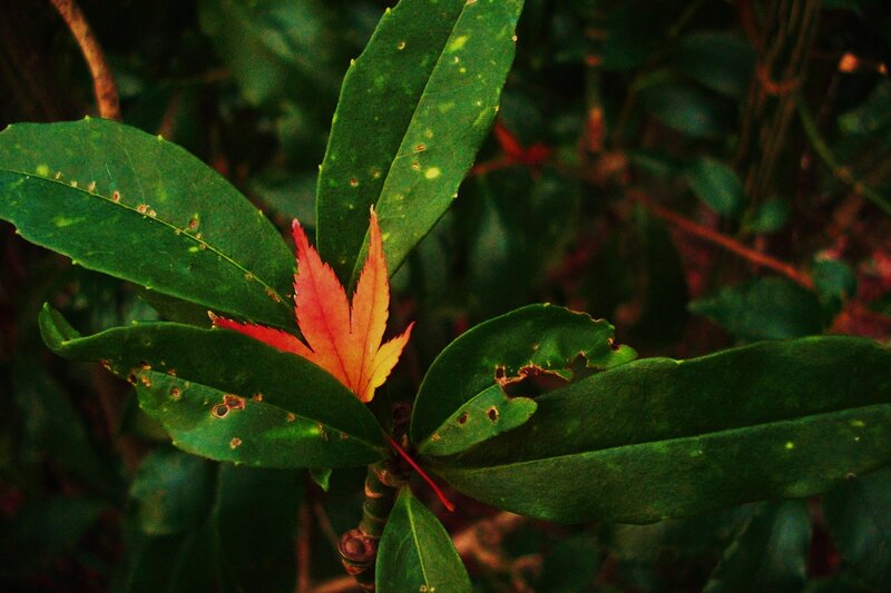 Red leaf among green foliage