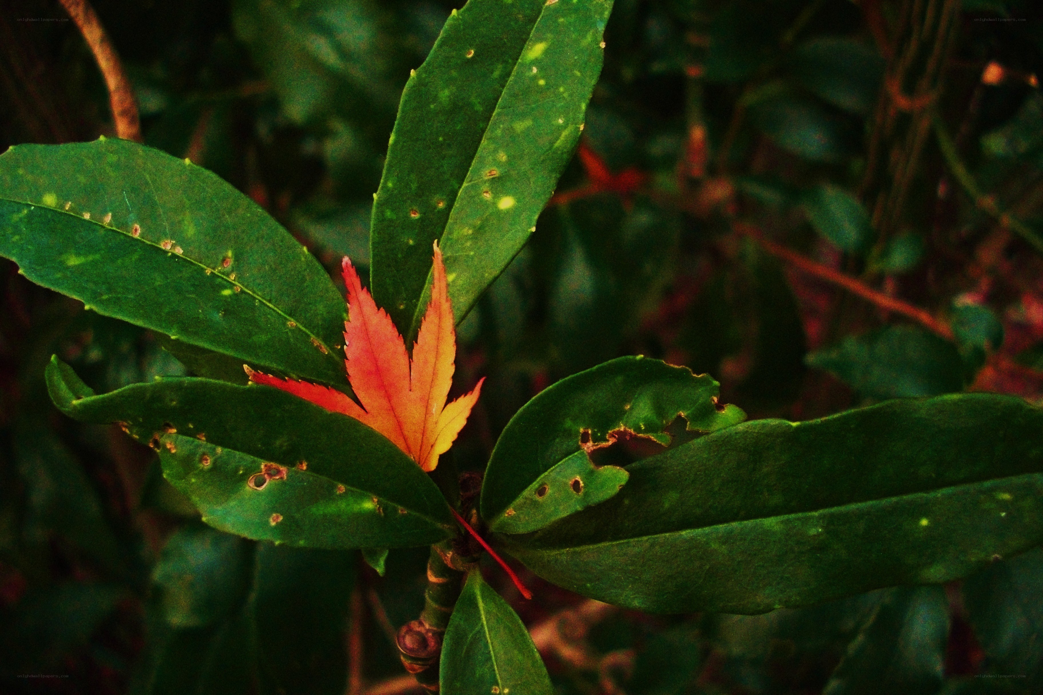 Red leaf among green foliage