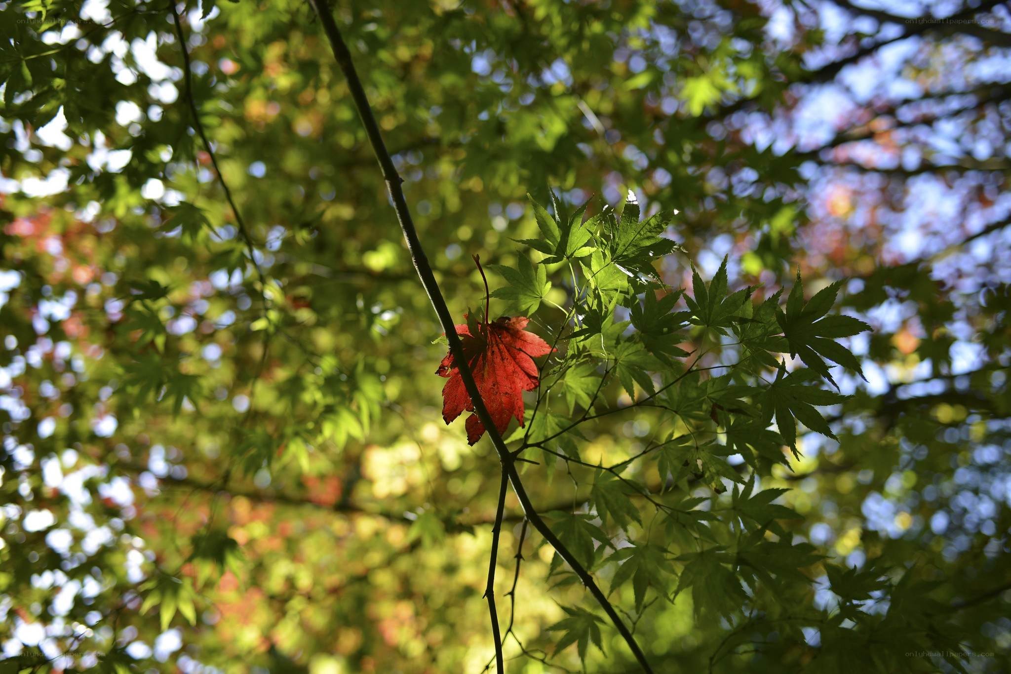 Red leaf among green foliage