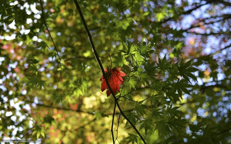 Red leaf among green foliage