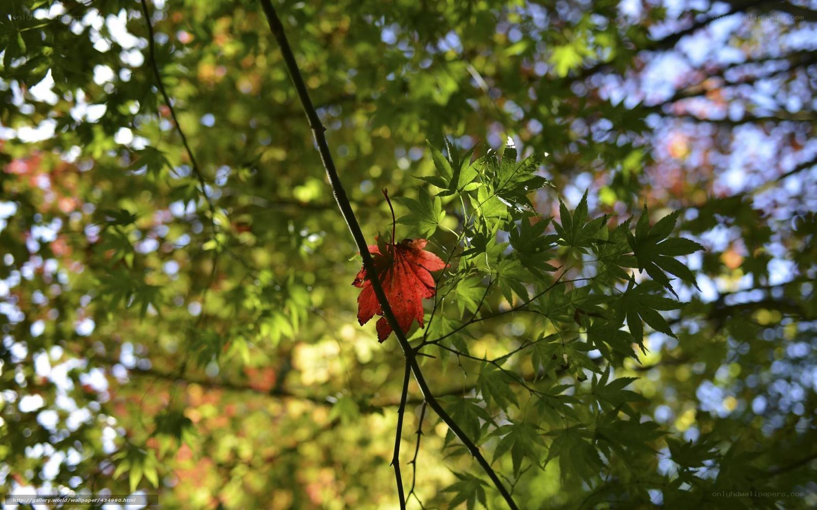 Red leaf among green foliage