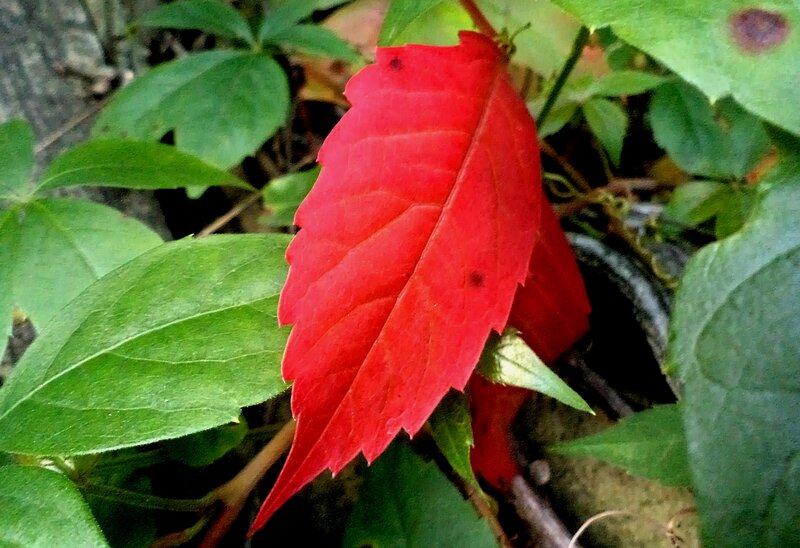 Red Leaf Among Green Leaves — Natural