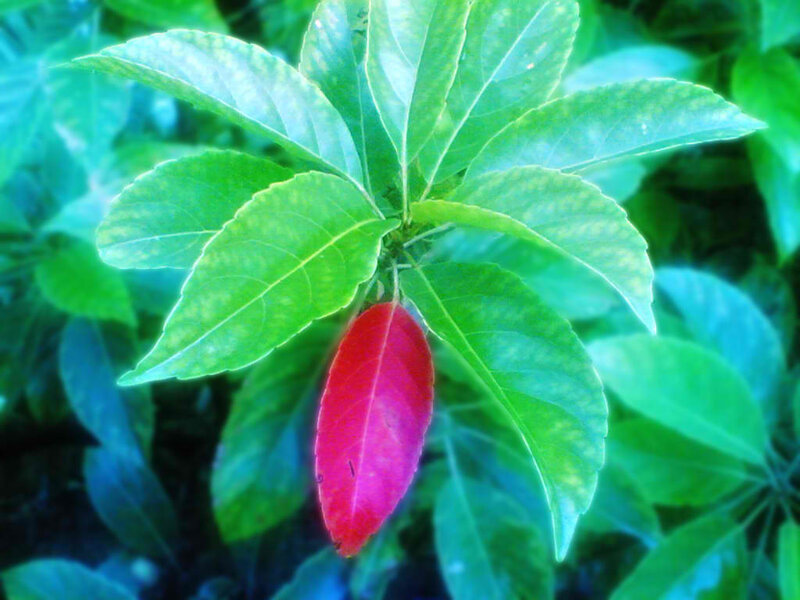 Red Leaf Among Green Leaves