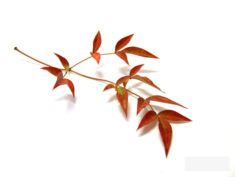 red leaf branch on white