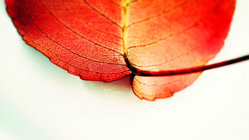 Red leaf close-up
