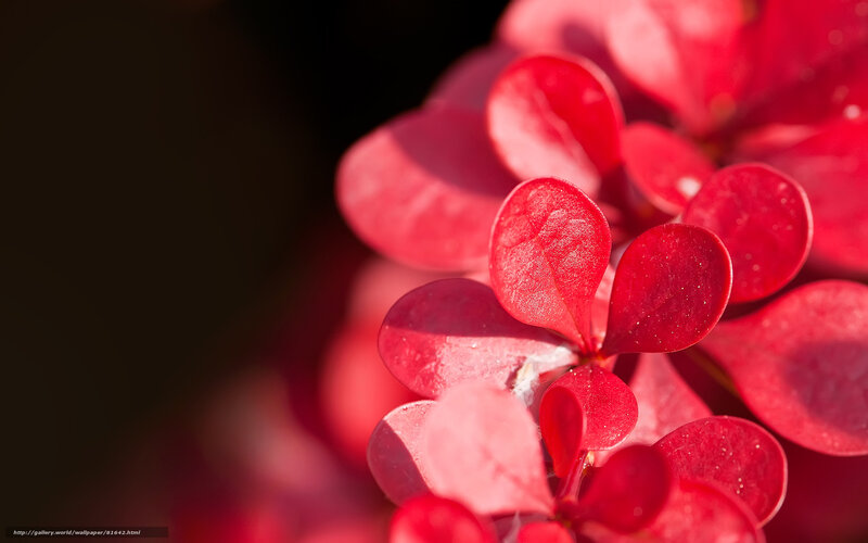 Red Leaf Cluster