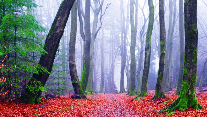 Red Leaf-covered Forest Path