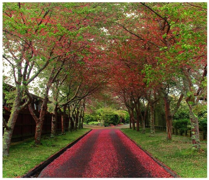 Red Leaf-covered Road