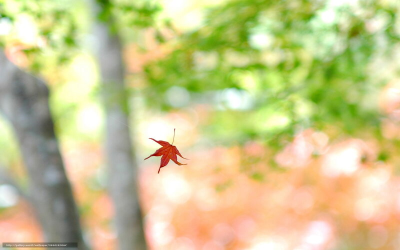 Red leaf falling in autumn
