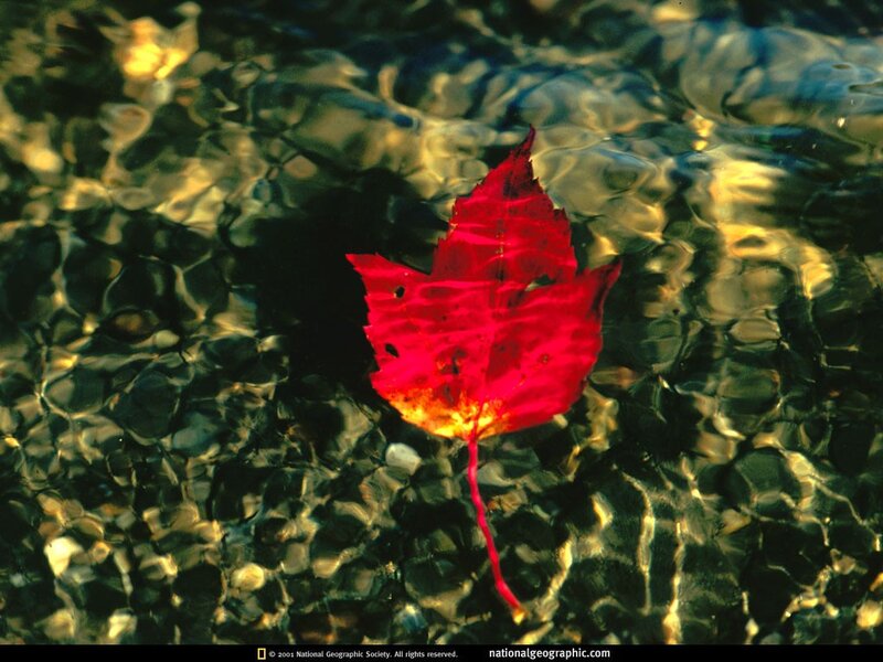 Red leaf floating in water