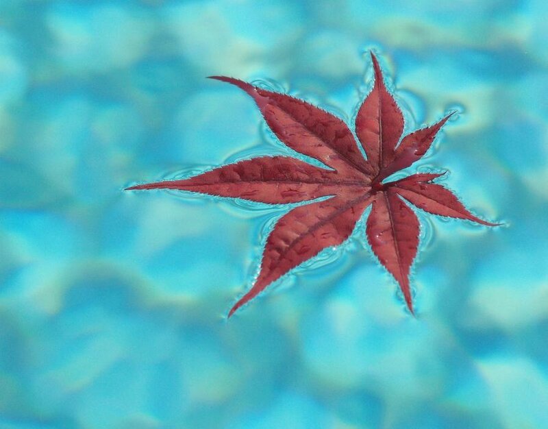 Red leaf floating on water