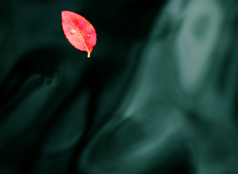 Red Leaf Floating