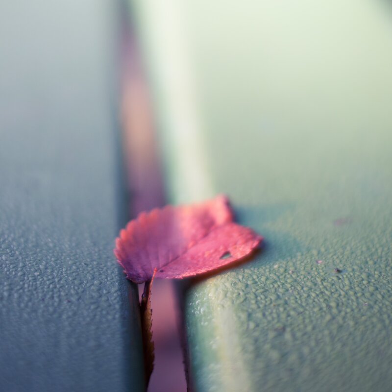 Red leaf in a crack