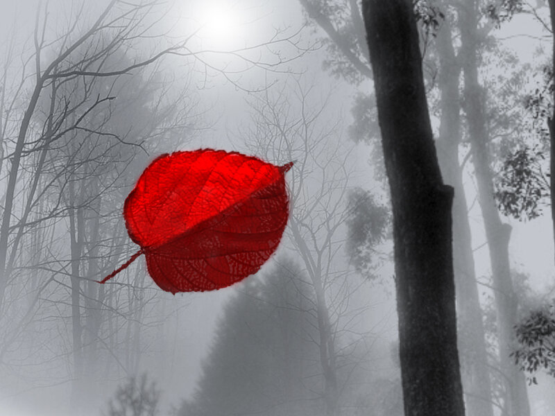 Red leaf in a foggy forest