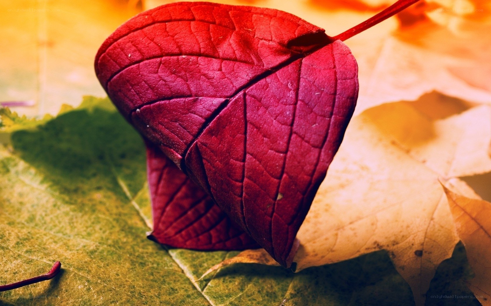 Red leaf in autumn