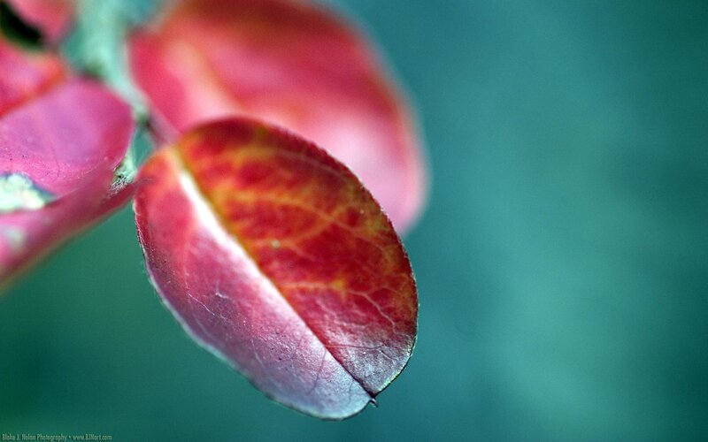 red leaf in autumn