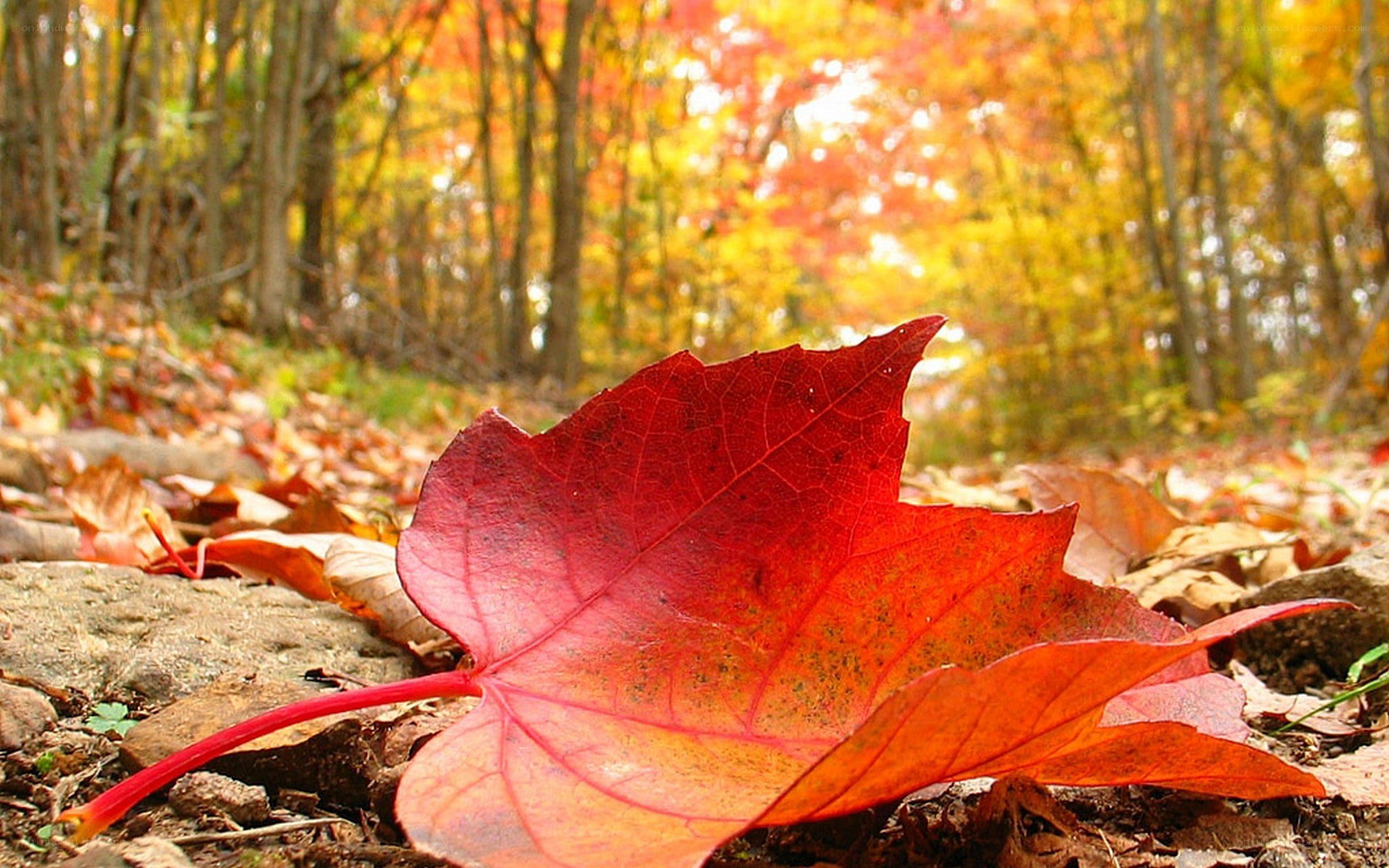 Red leaf in autumn forest