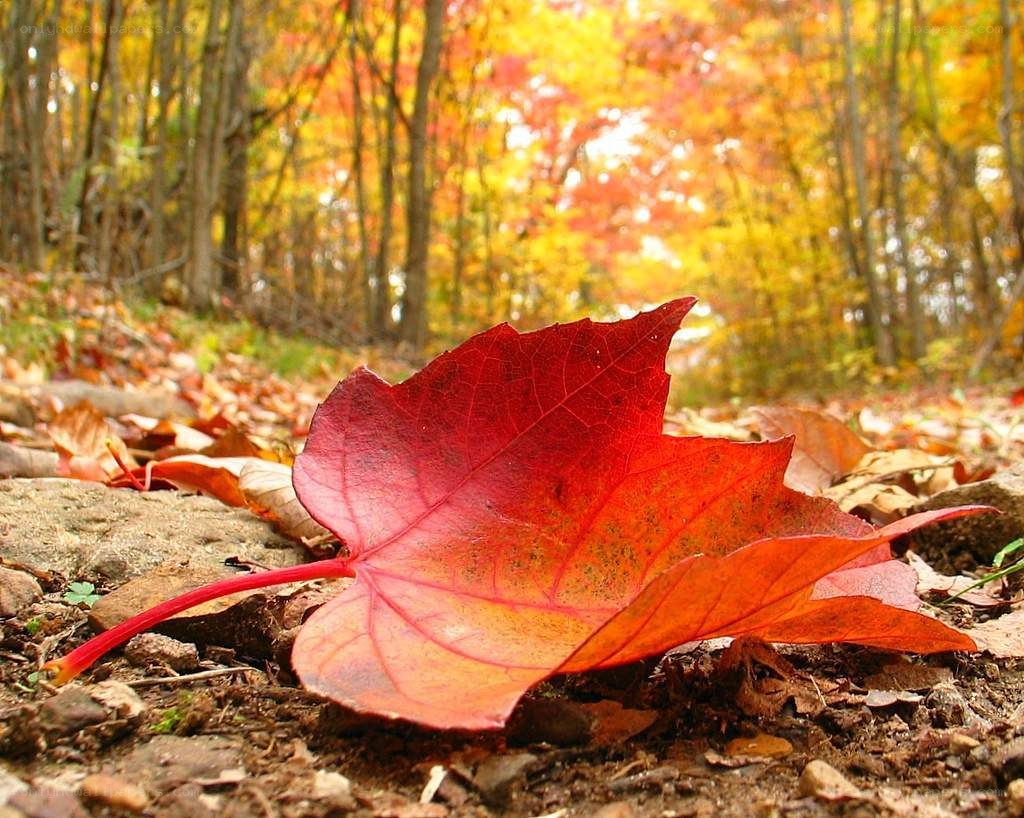 Red leaf in autumn forest