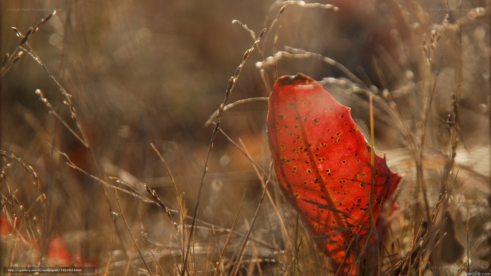 Red leaf in autumn grass