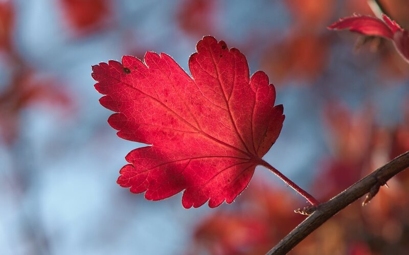 Red leaf in autumn light