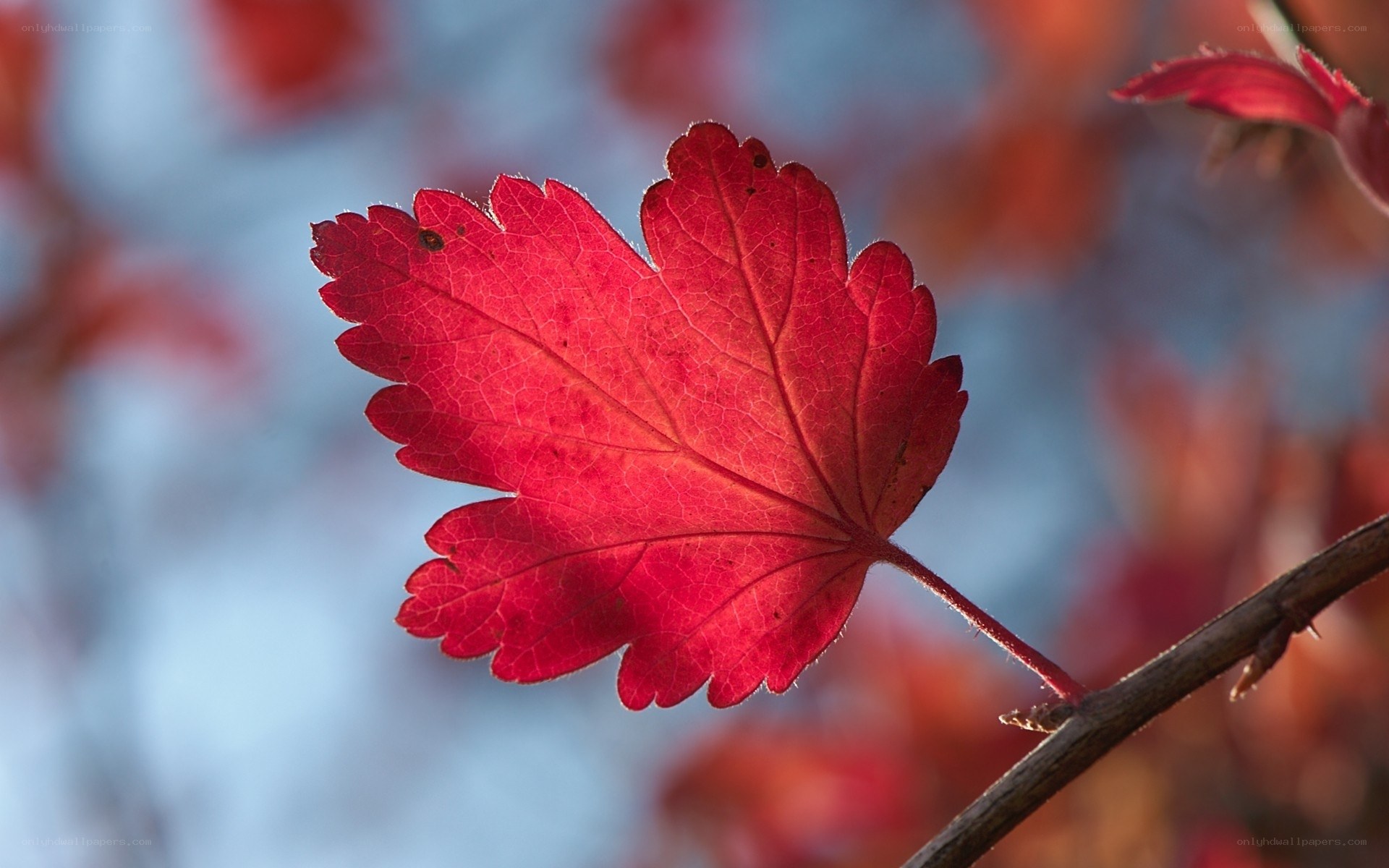 Red leaf in autumn light