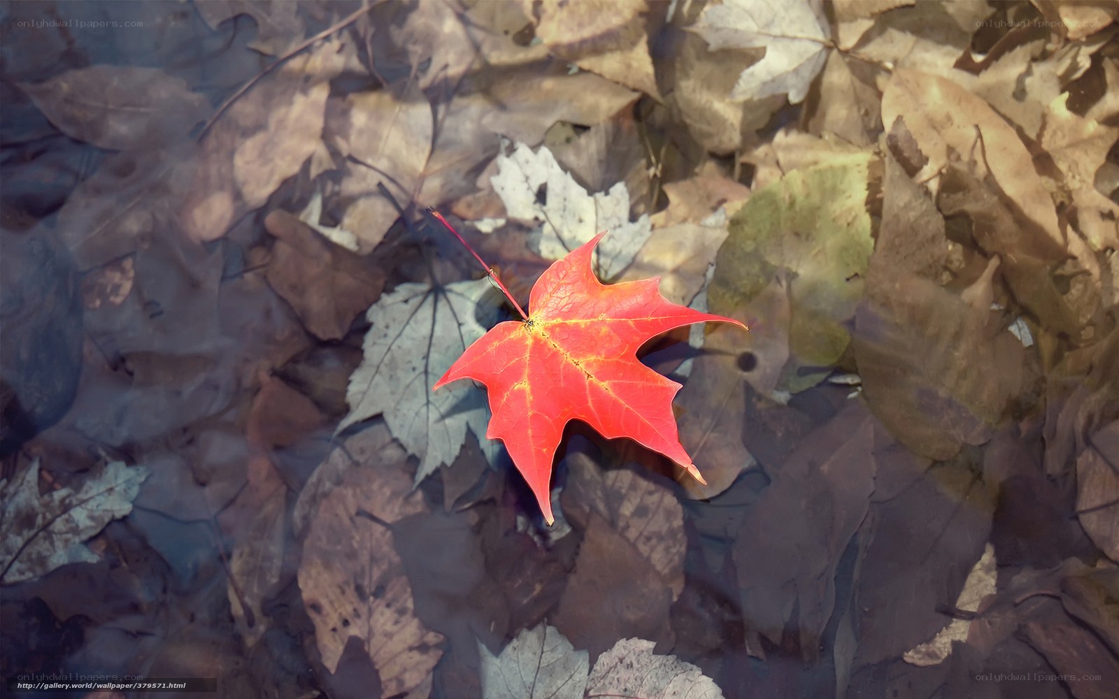 Red leaf in autumn water