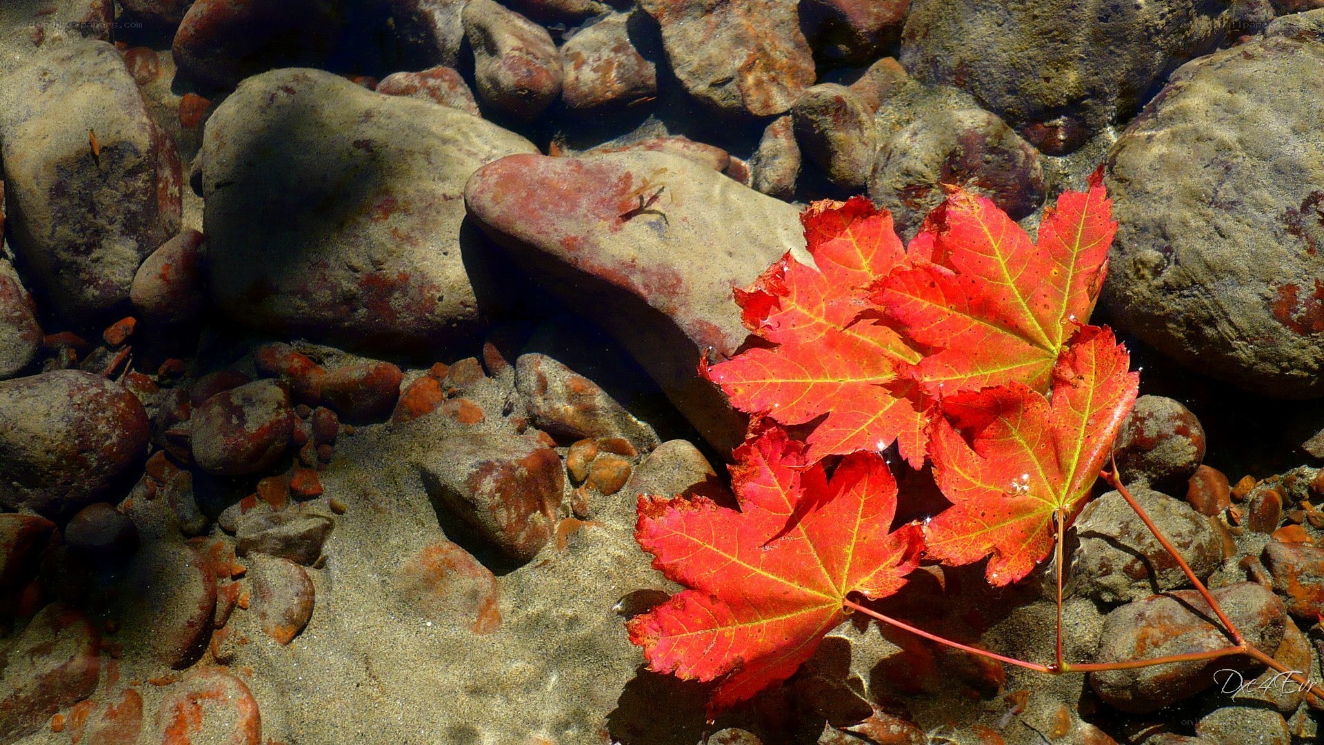 Red leaf in clear water