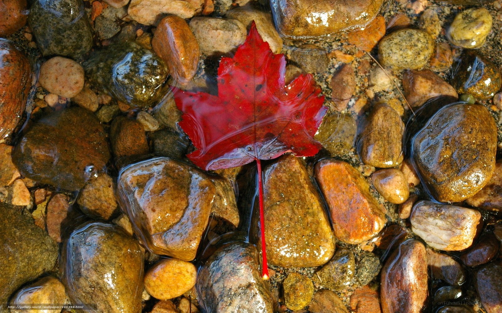 Red leaf in clear water