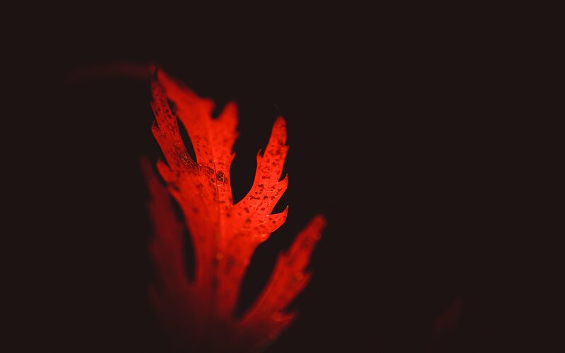 Red Leaf in Darkness
