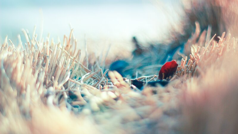 Red Leaf in Dry Grass