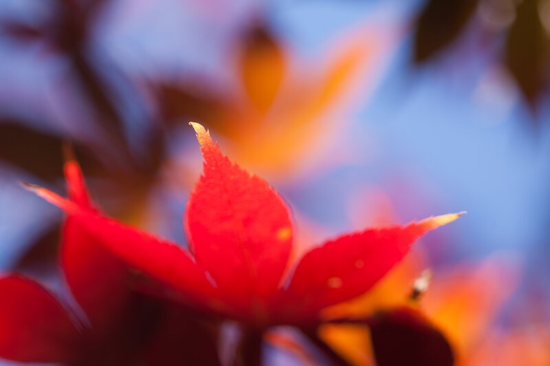 Red Leaf in Focus — Serene
