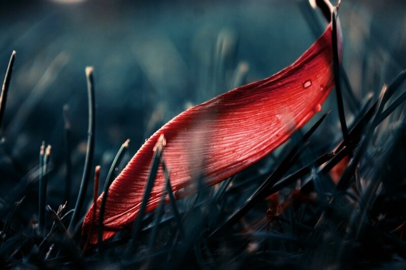 Red Leaf in Grass — Dramatic, Photograph