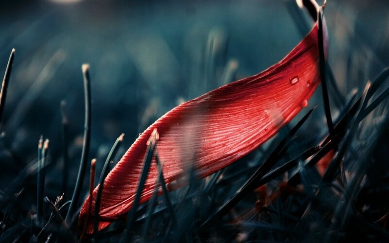 Red Leaf in Grass — Dramatic