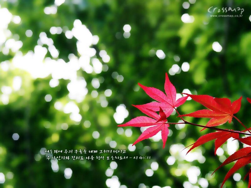 Red leaf in green forest