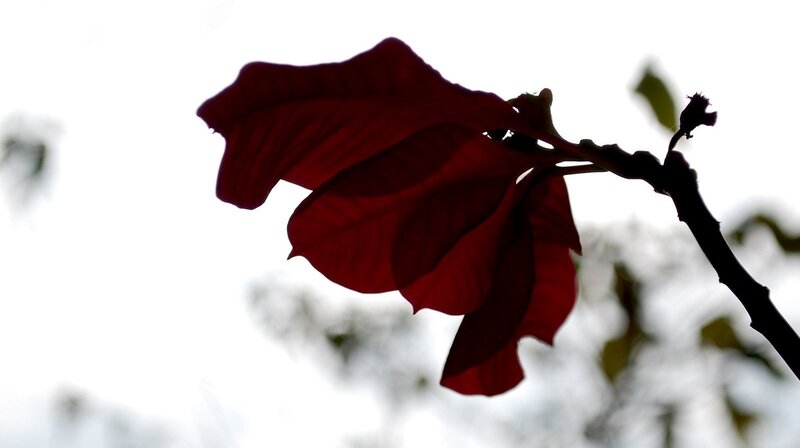 red leaf in silhouette