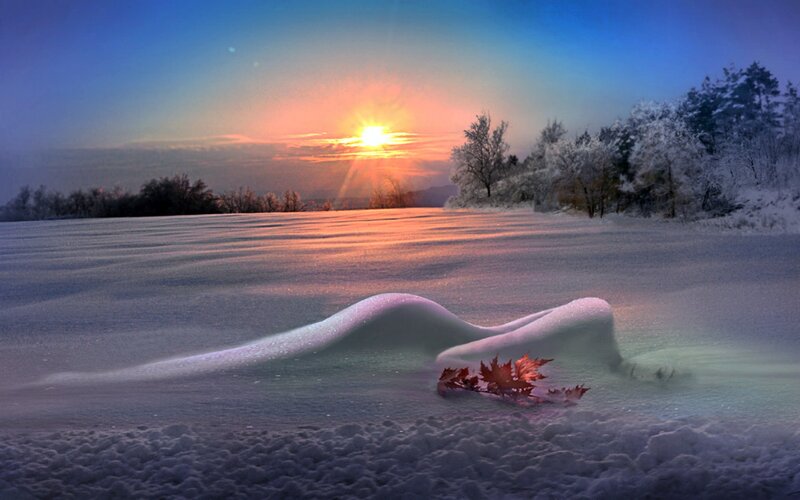 Red Leaf in Snow — Blue