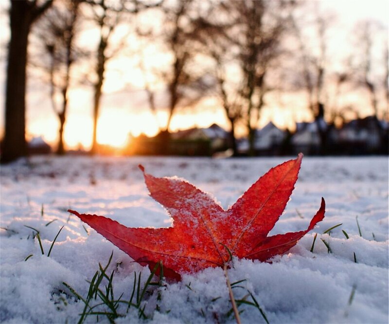Red Leaf in Snow — Serene, Winter
