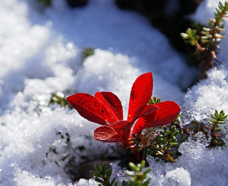 Red Leaf in Snow
