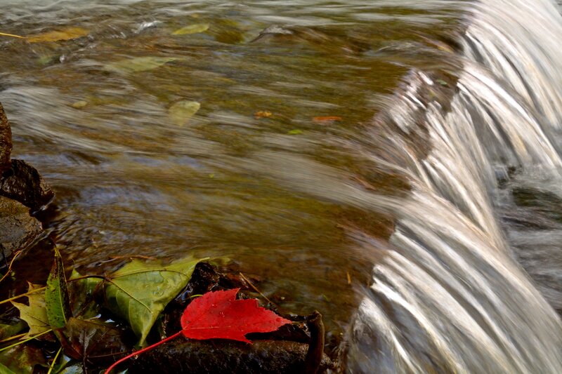 Red Leaf in Stream
