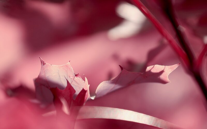 Red Leaf in Sunlight — Pink