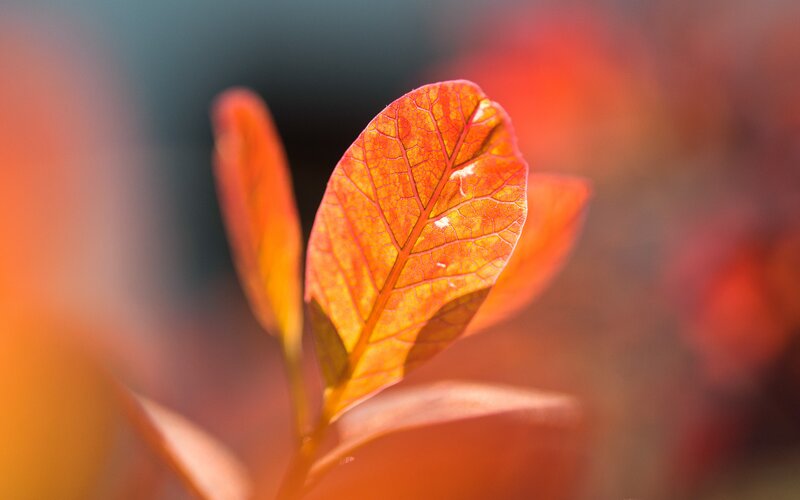 Red Leaf in Sunlight — Serene
