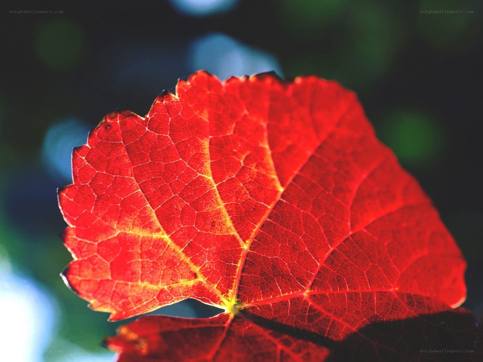 Red leaf in sunlight