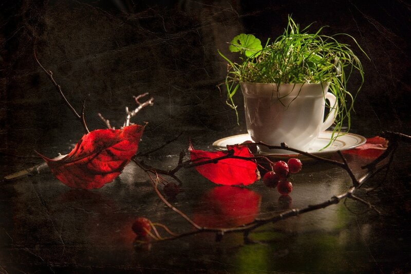 Red Leaf in Teacup
