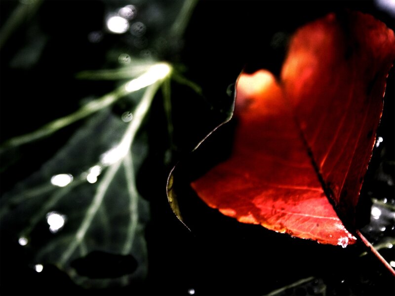 Red Leaf in Water — Dramatic
