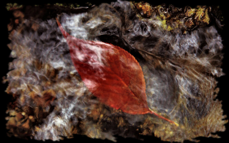 Red Leaf in Water